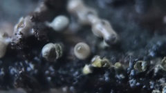 Trichoderma flavipes