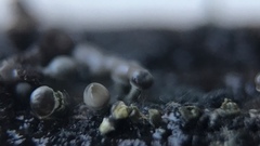 Trichoderma flavipes