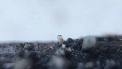 Trichoderma flavipes