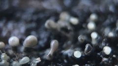 Trichoderma flavipes