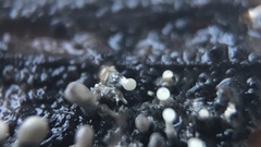 Trichoderma flavipes