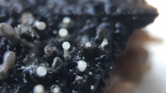 Trichoderma flavipes