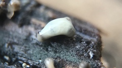 Trichoderma flavipes