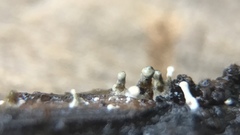 Trichoderma flavipes