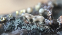 Trichoderma flavipes