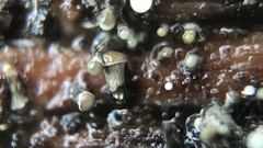 Trichoderma flavipes