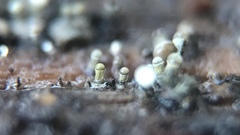 Trichoderma flavipes