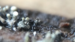Trichoderma flavipes