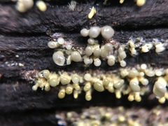 Trichoderma flavipes
