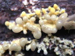 Trichoderma flavipes