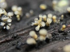 Trichoderma flavipes