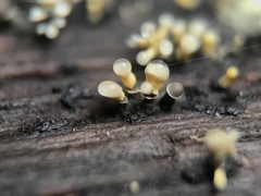 Trichoderma flavipes