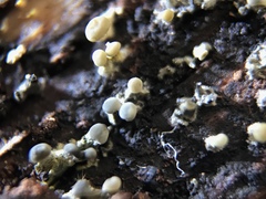 Trichoderma flavipes