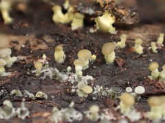 Trichoderma flavipes