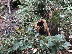 Trichoderma flavipes