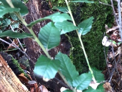 Trichoderma flavipes