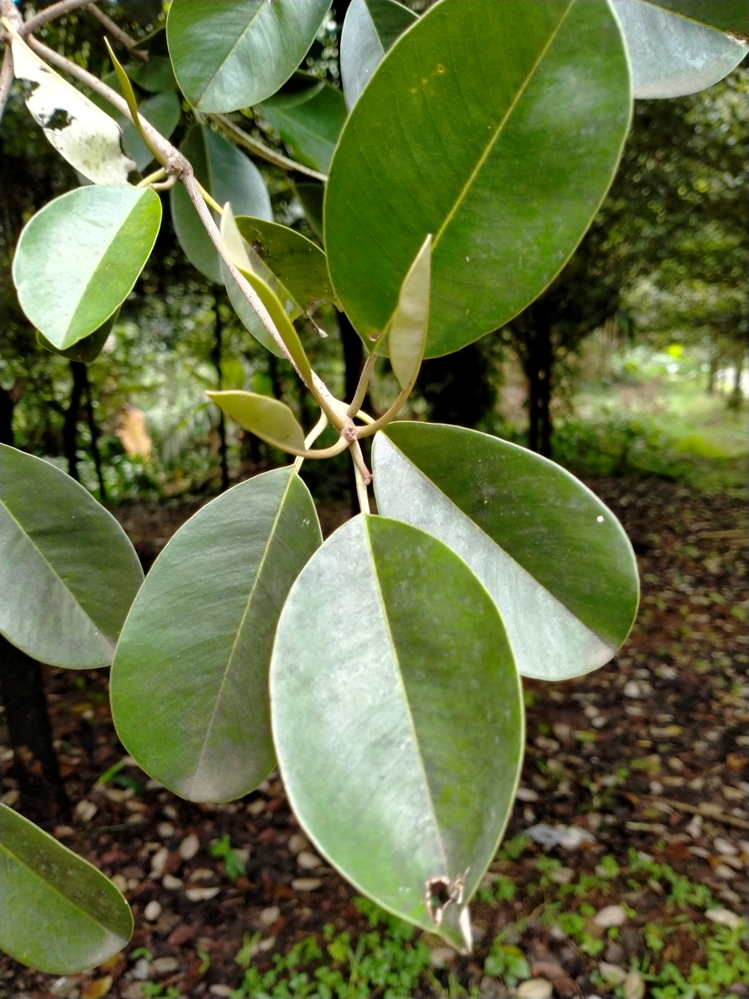 Manilkara kauki