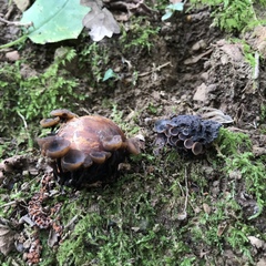 Ciboria batschiana