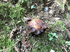 Ciboria batschiana