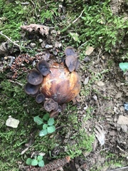 Ciboria batschiana