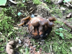 Ciboria batschiana