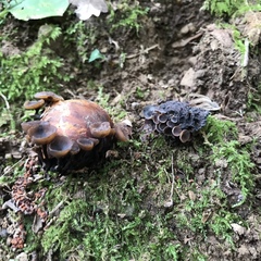 Ciboria batschiana