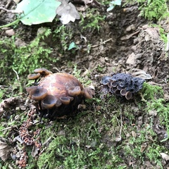 Ciboria batschiana