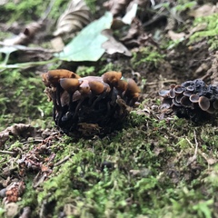 Ciboria batschiana