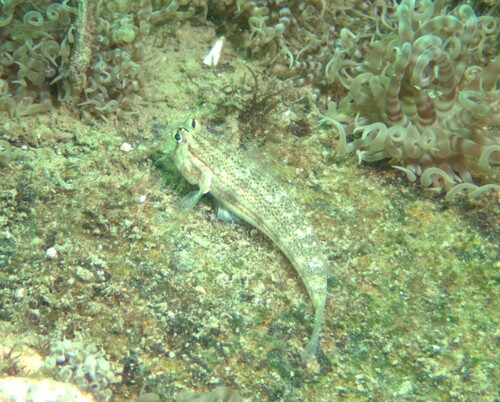 Gnatholepis caudimaculata observed 2026-03-15