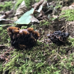 Ciboria batschiana