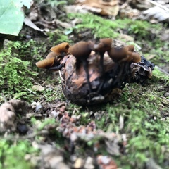 Ciboria batschiana