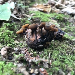 Ciboria batschiana
