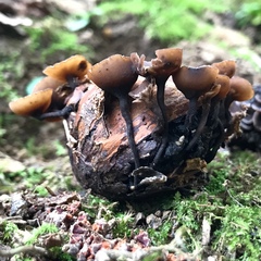 Ciboria batschiana