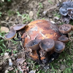 Ciboria batschiana