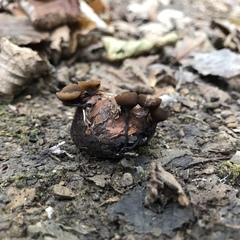 Ciboria batschiana