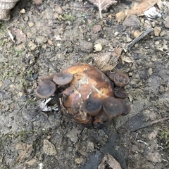 Ciboria batschiana