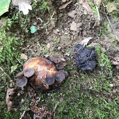 Ciboria batschiana
