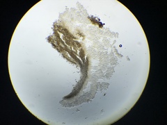 Ciboria batschiana