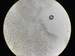 Ciboria batschiana