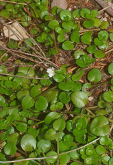Epilobium nerteroides