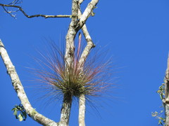 Tillandsia juncea