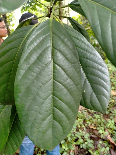 Baccaurea macrocarpa observed 2020-03-01