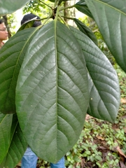 Baccaurea macrocarpa