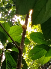 Baccaurea macrocarpa