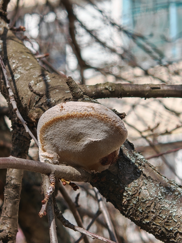 Phellinus pomaceus · March 2026 · photo: © p_andrey (iNaturalist, cc-by-nc)