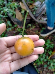 Baccaurea macrocarpa