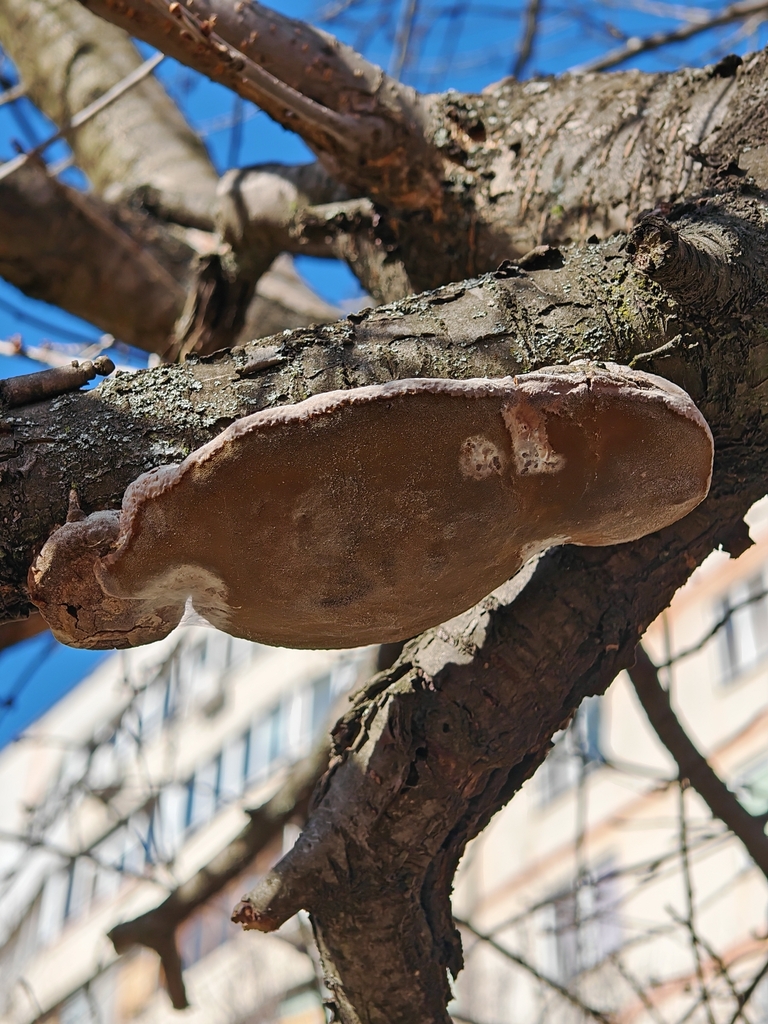 Phellinus pomaceus · March 2026 · photo: © p_andrey (iNaturalist, cc-by-nc)