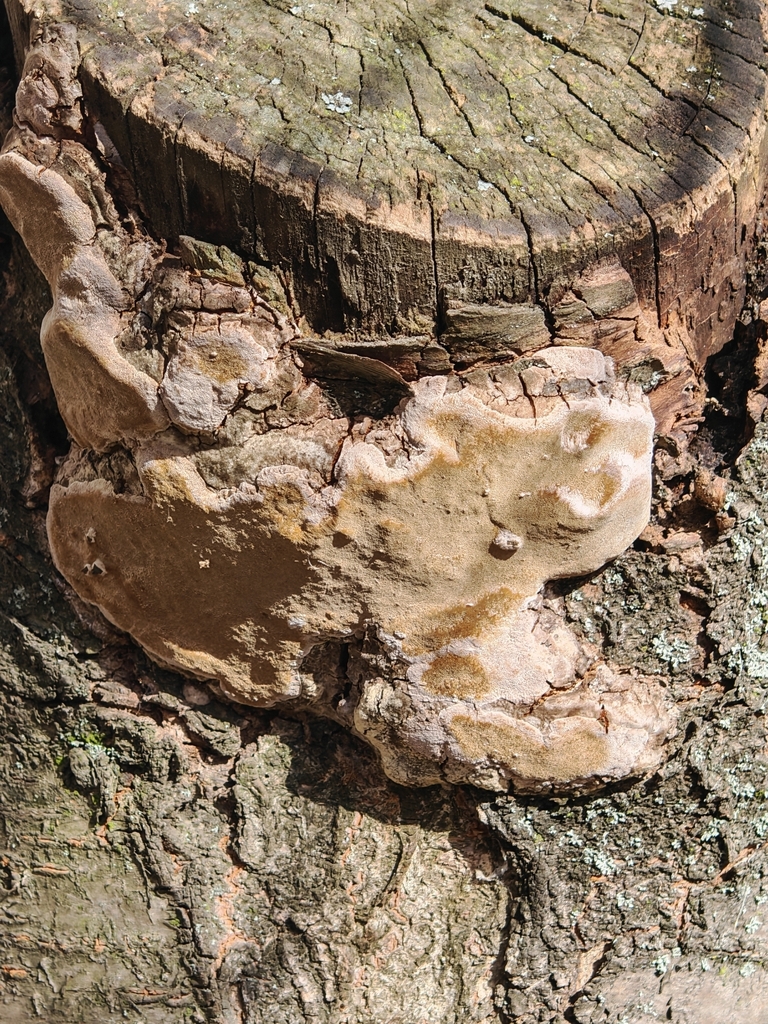 Phellinus pomaceus · March 2026 · photo: © p_andrey (iNaturalist, cc-by-nc)