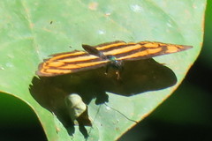 Lasippa tiga siaka