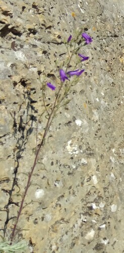 Siberian Bellflower (Campanula sibirica)